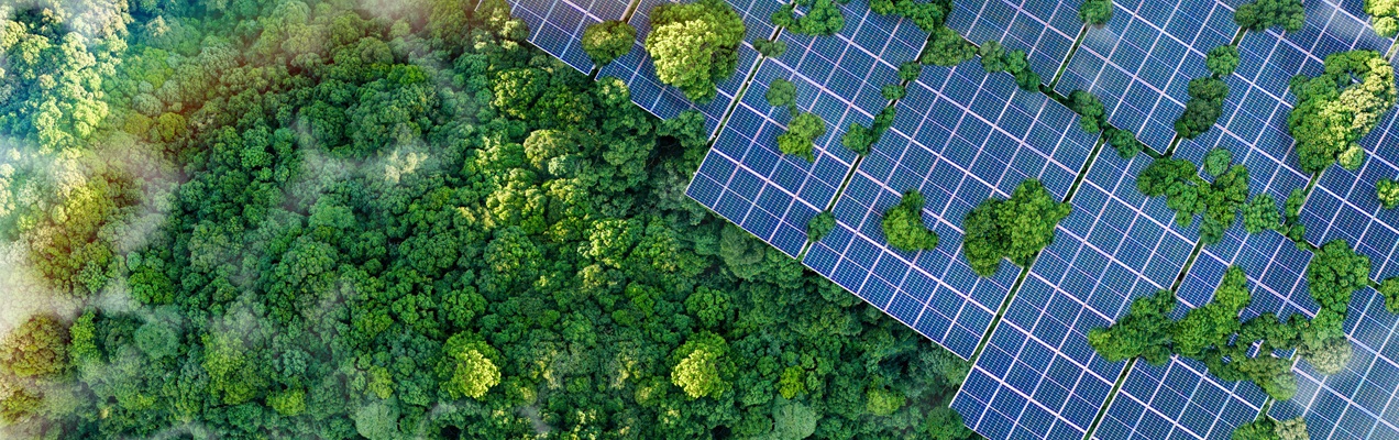 alberi e pannelli solari