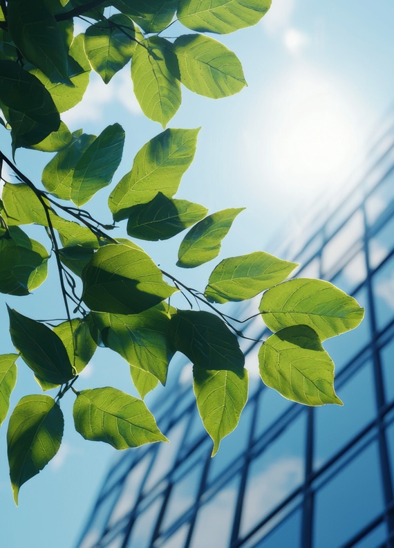 Albero di fronte ad un palazzo